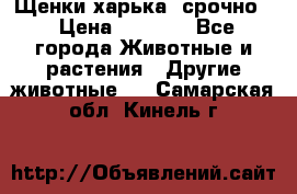 Щенки харька! срочно. › Цена ­ 5 000 - Все города Животные и растения » Другие животные   . Самарская обл.,Кинель г.